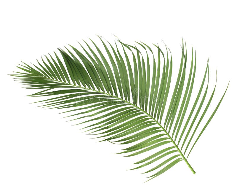 与绿色棕榈叶的概念夏天从热带 叶状体花卉叶子分支在白色样式背景图片