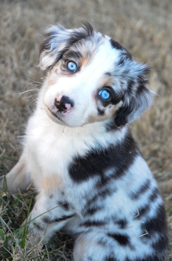 与蓝眼睛的澳大利亚牧羊人小狗 免版税库存照片图片