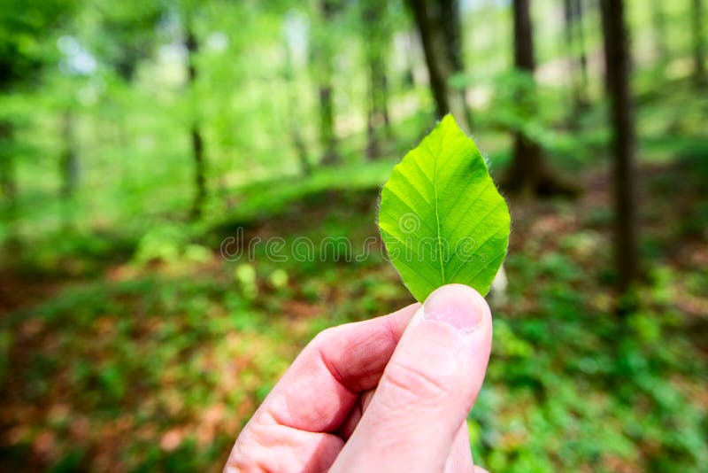 人在他的手上的拿着一片叶子图片