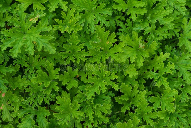 天竺葵graveolens 库存图片. 图片 包括有 增长, 季节图片