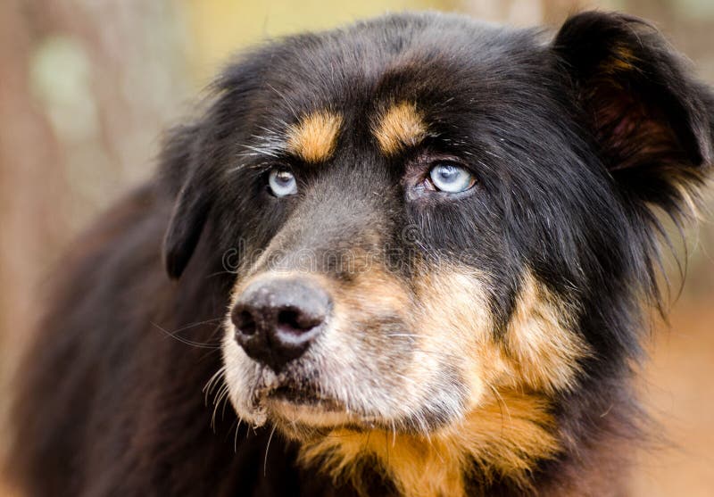 伯尔尼的山狗与蓝眼睛混合了品种,沃尔顿县动物控制,人道社会收养图片