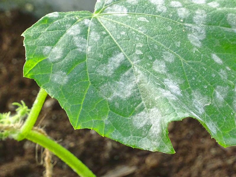 关闭有白色白粉菌的黄瓜叶子. 寄生生物, 真菌.图片