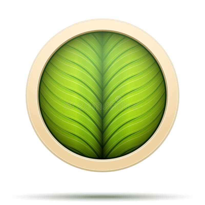 绿色叶子圆的象自然和生物标签 背景例证鲨鱼向量白色图片