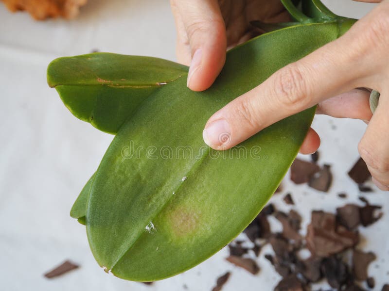 在兰花叶子的寄生mealybug 在植物的寄生生物 植物疾病 库存图片图片