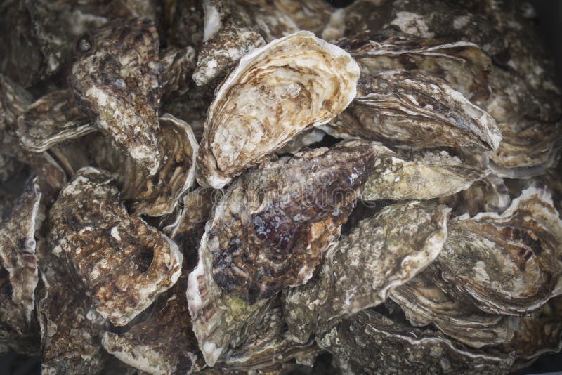 活在冷水的牡蛎双壳软体动物橄榄油与精油的区别图片