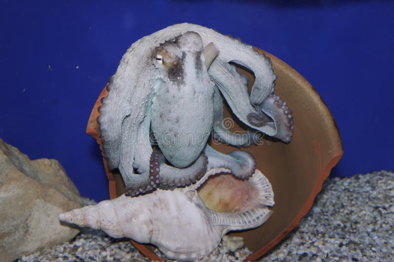 在动物园的水族馆的本质.只有,水下.章鱼用硬纸做出鳄鱼图片