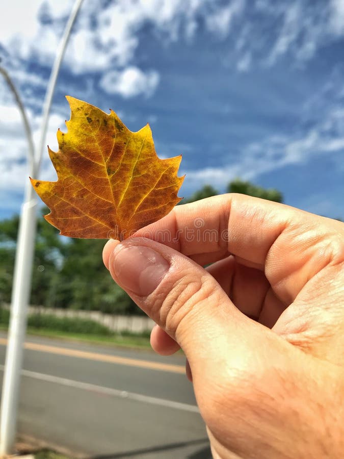 在拿着枫叶的手上的特写镜头图片
