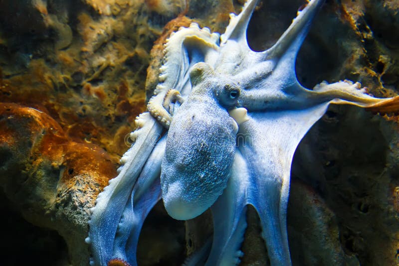 在海海豚的蓝色章鱼梦回岩石岛的读后感500图片