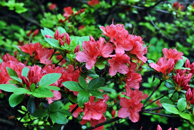 在灌木的桃红色杜鹃花花,软的绿色模糊的叶子.图片