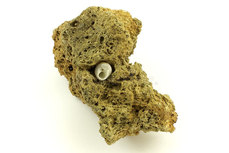在石头的蜗牛里面的章鱼壳火山花生粥图片