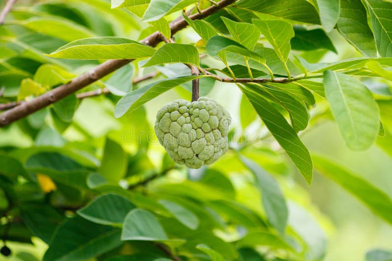 在绿色树的南美番荔枝果子在庭院里. 问题的, noni.图片
