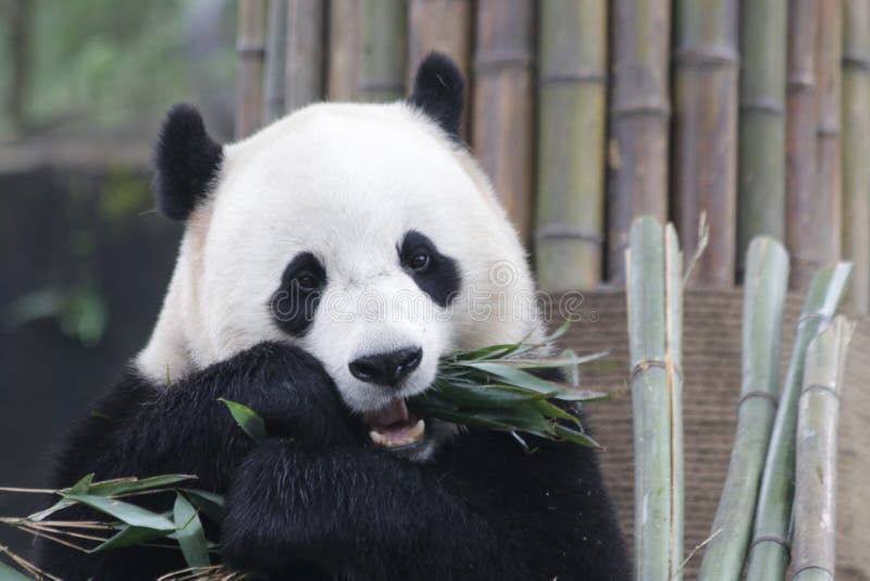 大熊猫名字鲍鲍在都江堰,