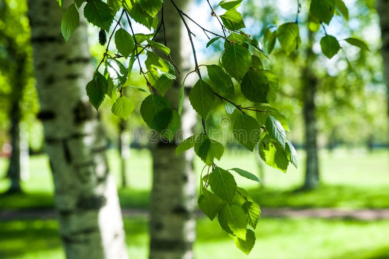 年轻桦树分支在阳光下 绿色春天