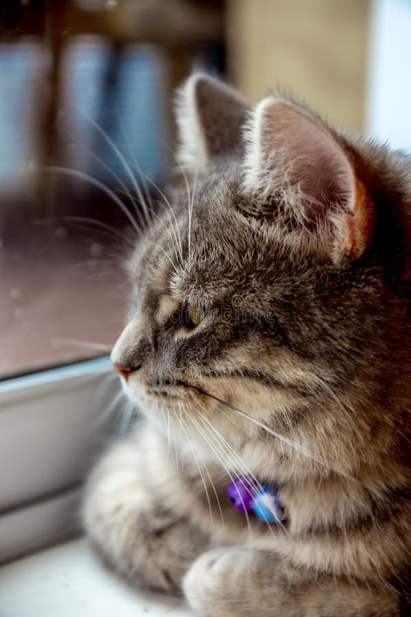 我小的猫在结冰的冬日待在家里.打了一个效果没瘦脸了月针多图片