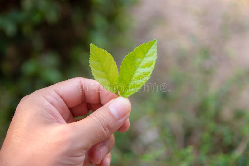 拿着两片软的绿色叶子的手 库存图片图片