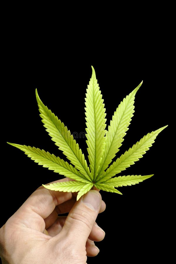拿着完善的大麻叶子的手由黑背景图片
