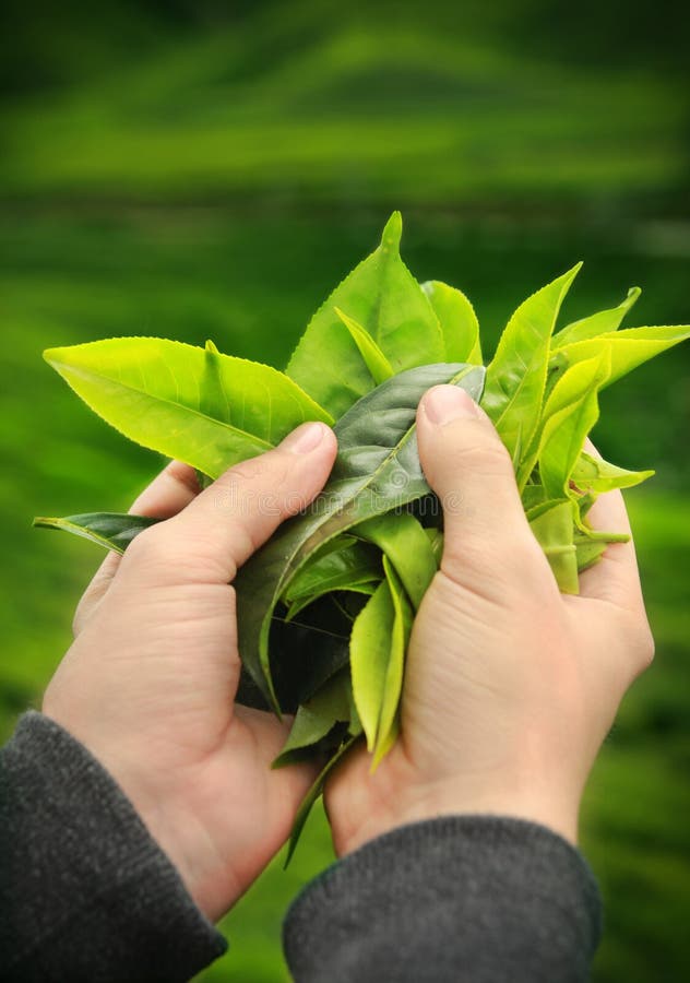 拿着新鲜的茶叶的手图片