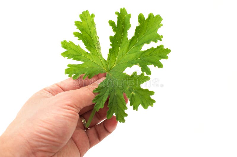 拿着有气味的大竺葵叶子的手.图片