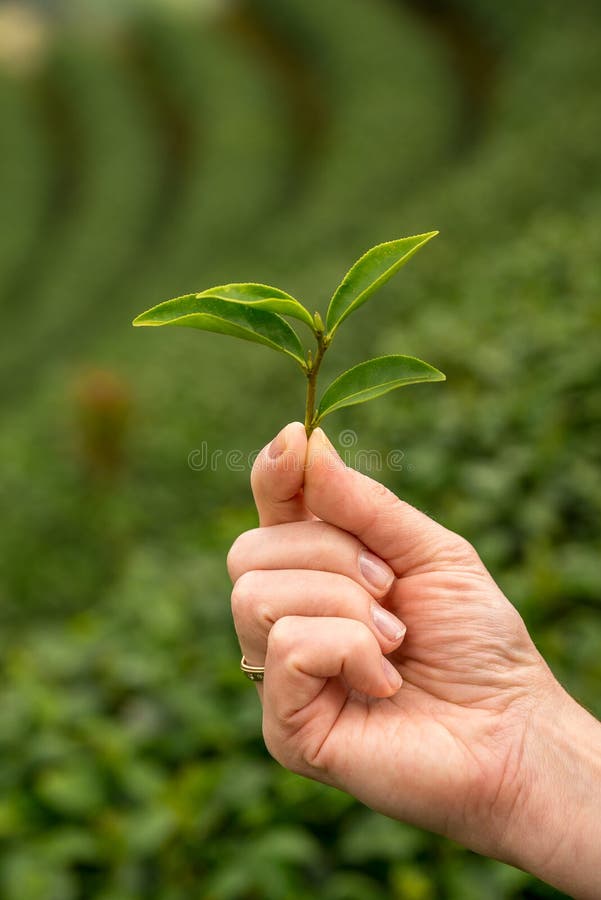 拿着绿茶新鲜的叶子的手 收获茶园图片