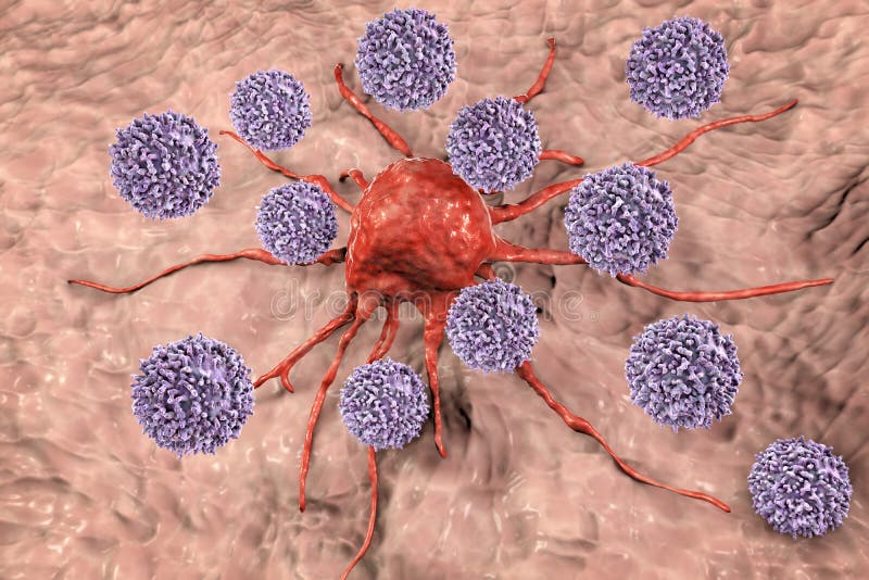 攻击癌细胞的t淋巴细胞.