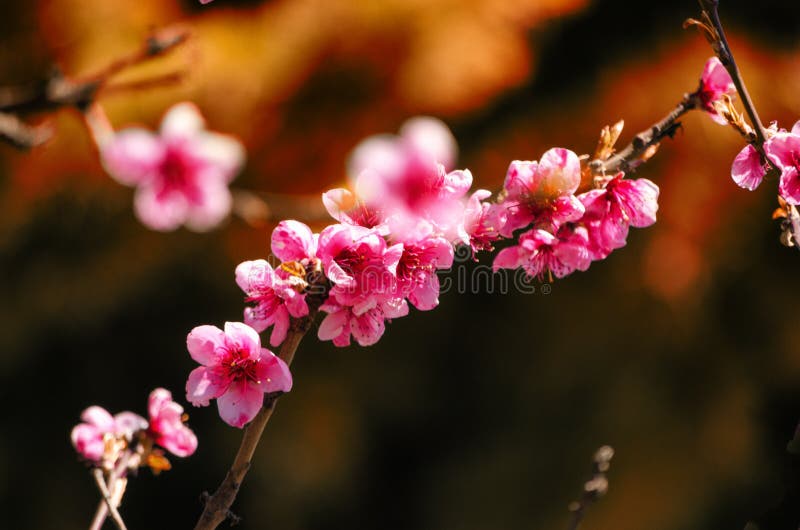 春天自然,桃花,在分支在一好日子,美丽的明信片的桃花