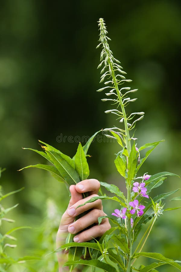 有叶子的手柳草(伊冯茶)图片