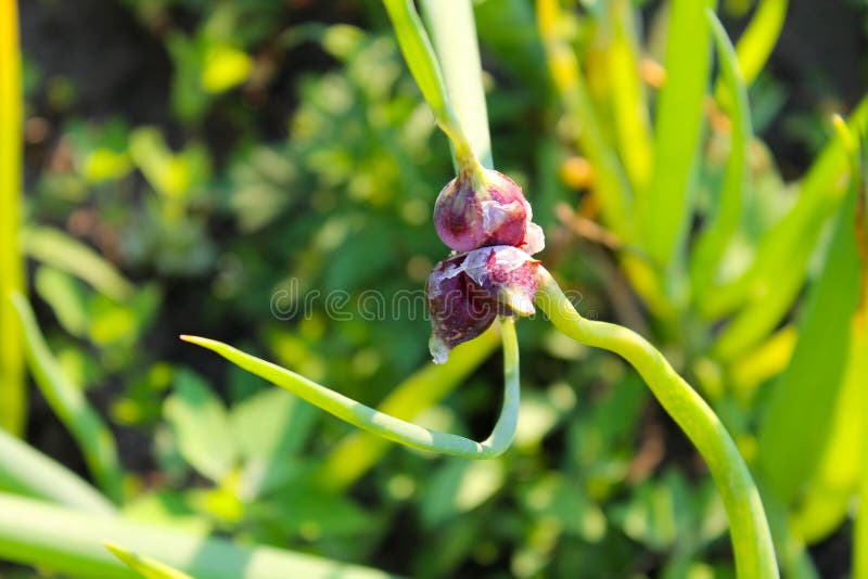 树葱(葱属proliferum). 结构树, 食物.