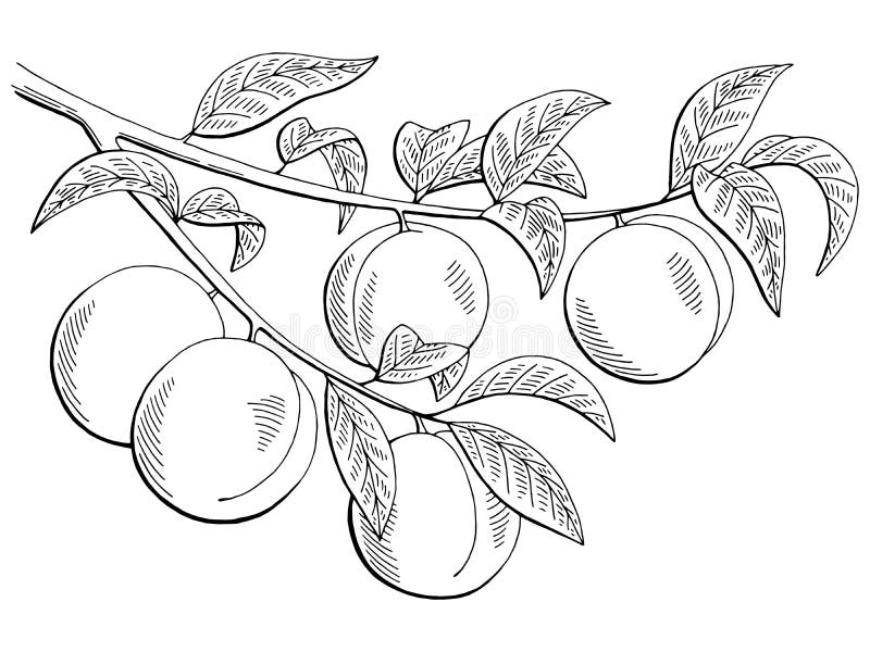 桃子果子图表分支黑色白色隔绝了剪影例证 向量例证