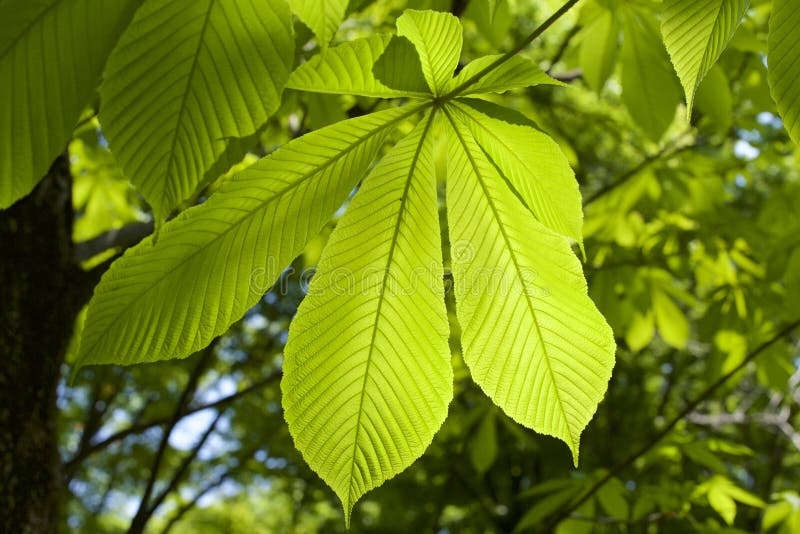 背景 壁纸 绿色 绿叶 树叶 植物 桌面 800_533图片