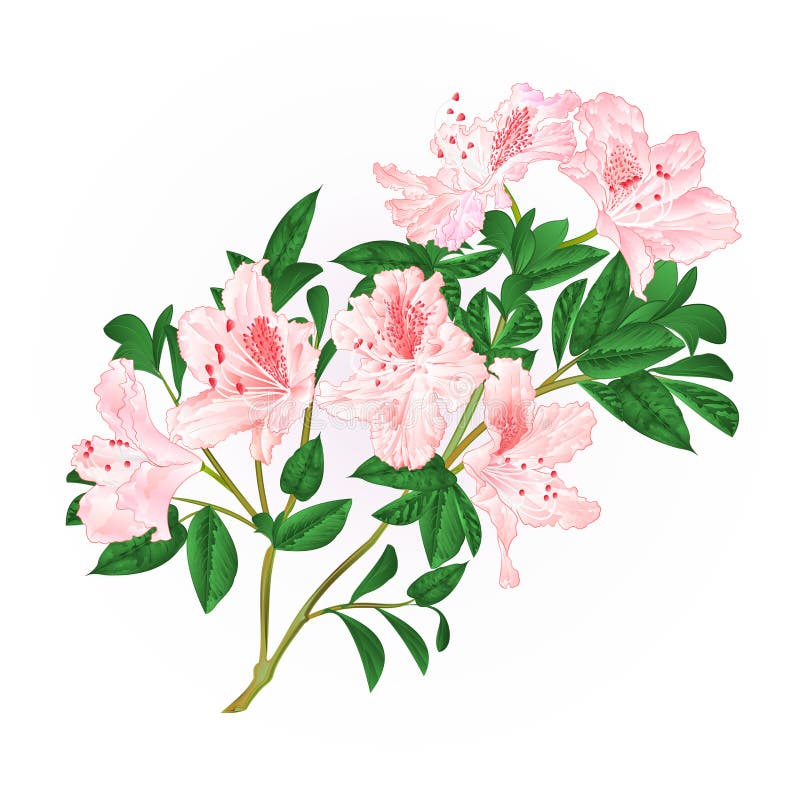 浅粉红色的杜鹃花枝杈用花和叶子山灌木葡萄酒手得出传染媒介图片