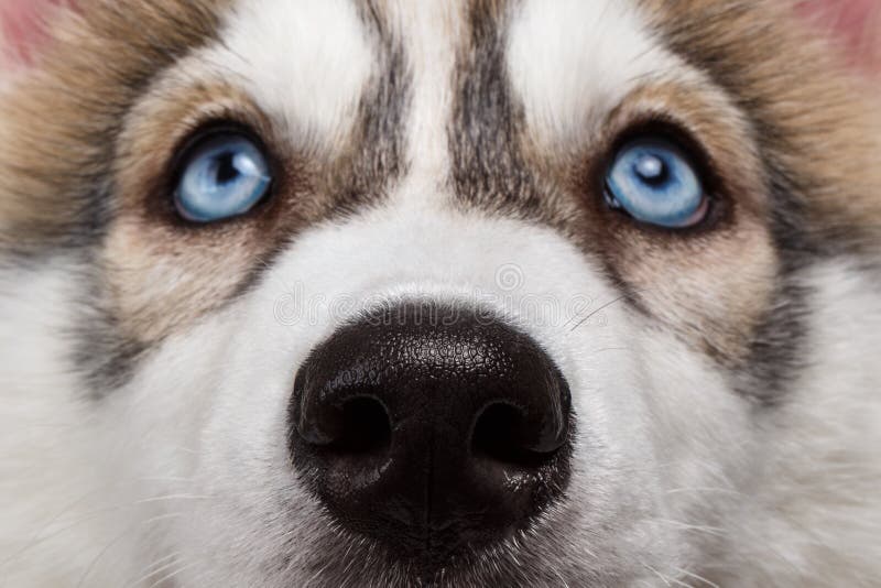 特写镜头蓝眼睛西伯利亚爱斯基摩人小狗图片