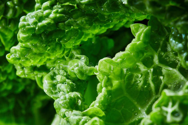 皱叶甘蓝superfood纹理 圆白菜绿色叶子纹理图片