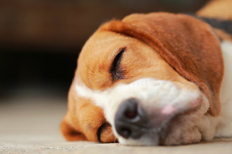 睡觉小猎犬的狗和采取一些休息. 似梦幻般, 似犬.
