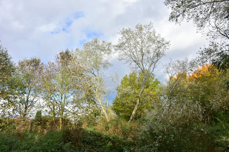 秋天晴天,灌木和重的云彩的桦树