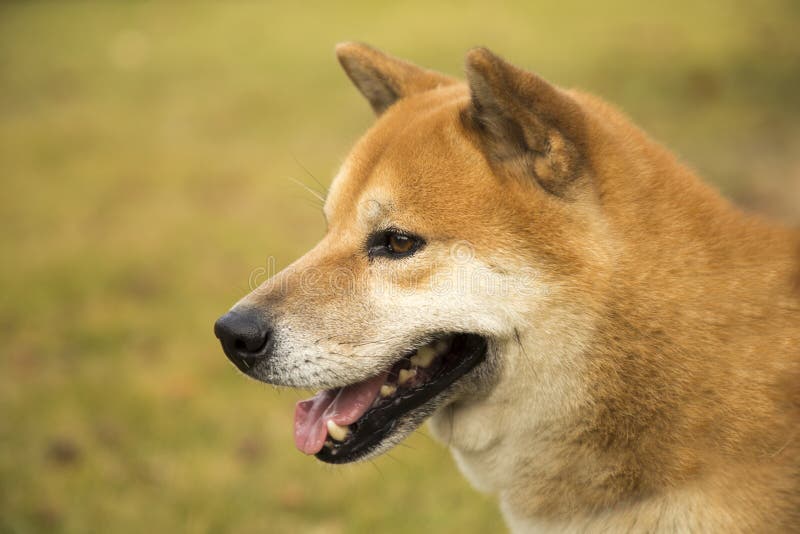 秋田狗高清 奥沙利文经典