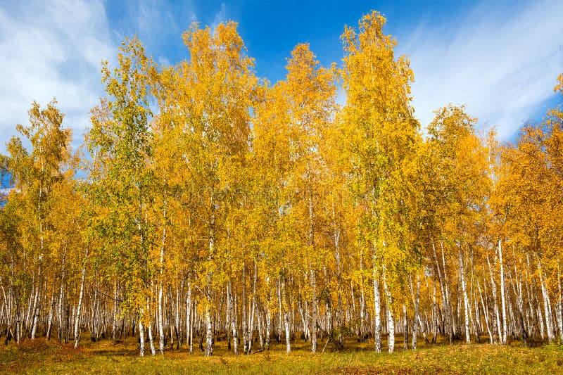 美丽的秋天桦树森林 库存图片