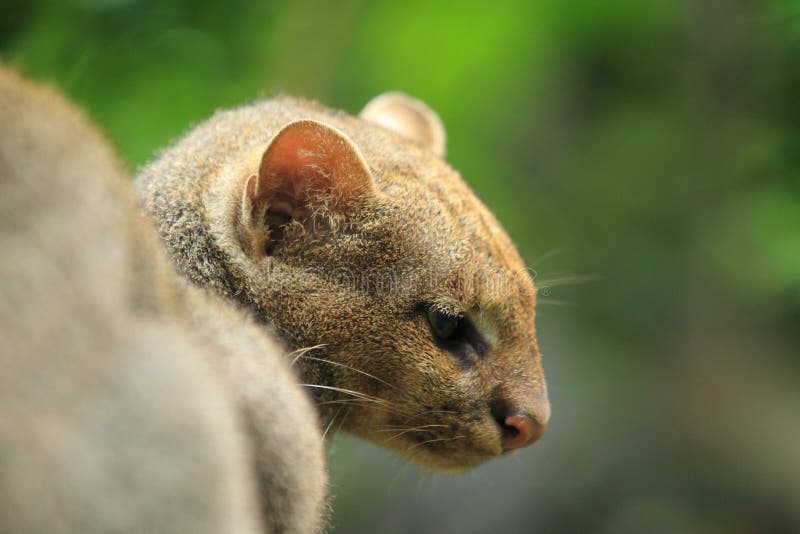 美洲山猫细节.