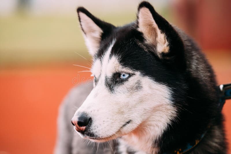 蓝眼睛的成人西伯利亚爱斯基摩人狗画象图片