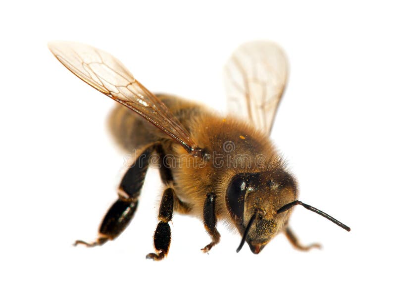 蜂或蜜蜂在拉丁apismellifera.哪里可以和大熊猫合照图片