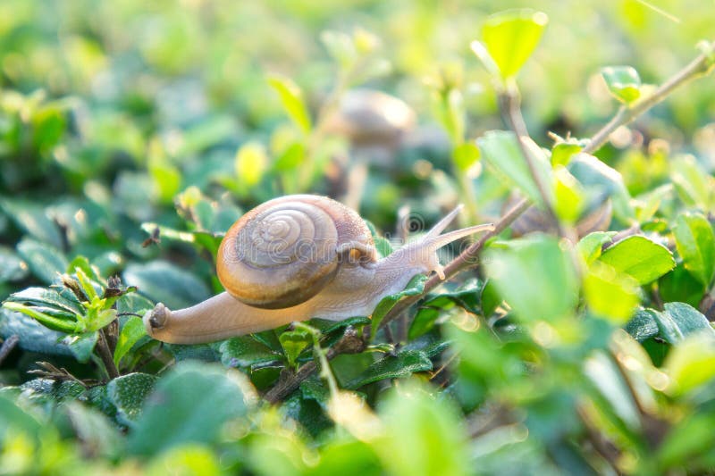 腹足,在早晨动物吃草.露水,速率乌龟.id.82619542|dreamstime.螺旋的兔子始终比蜗牛大图片