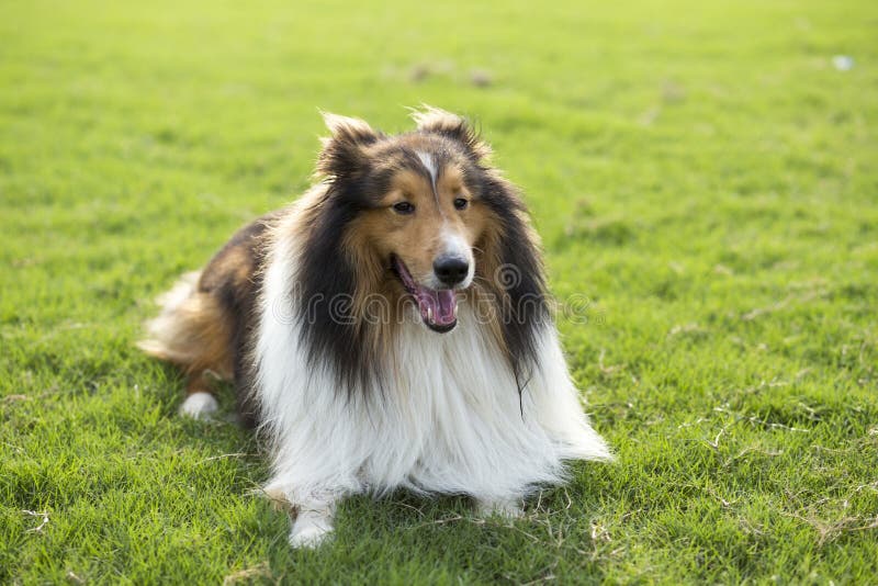 聪明和可靠,并且它用途广泛 hilty大牧羊犬,其中一个最普遍的品种在