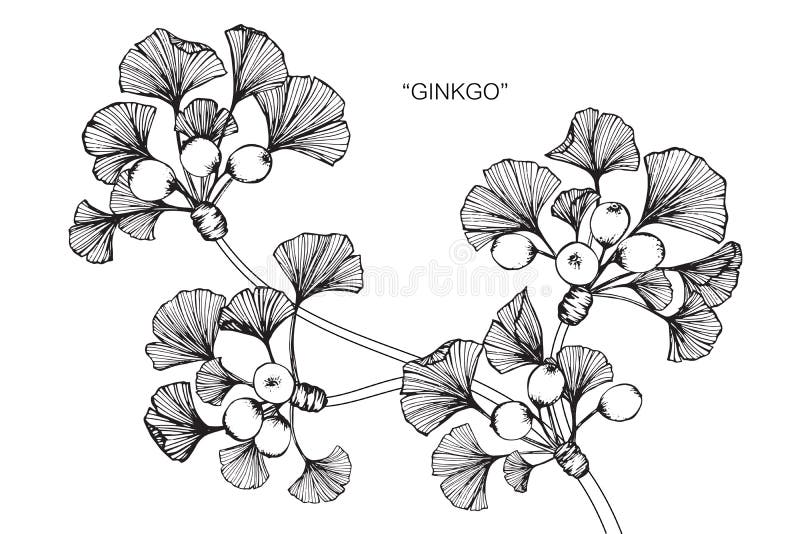 银杏树地产本质和问题.图画,花卉.剪影设计管理的叶子图片