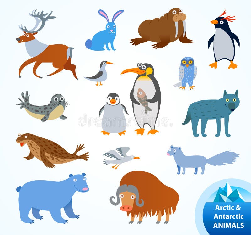 北极动物