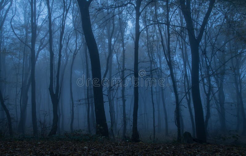 黑暗的森林在晚上