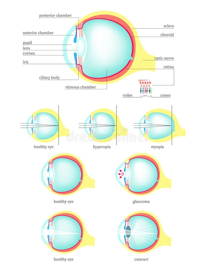 Anatomia Di Vettore Dell Occhio Umano Illustrazione Vettoriale