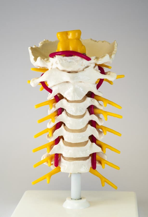 Human Cervical Spine Model In Front View Stock Photo Image Of Bone