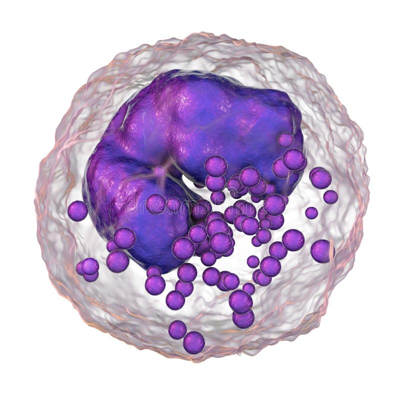 Пропускать лейкоцитов Basophil Иллюстрация штока иллюстрации