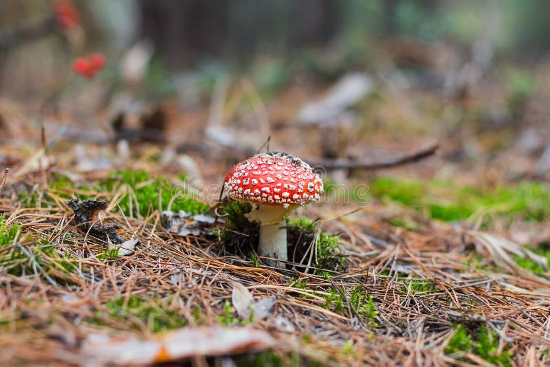 Amanita Komarnicy Pieczarka Jadowita Obraz Stock Obraz Z O Onej Z