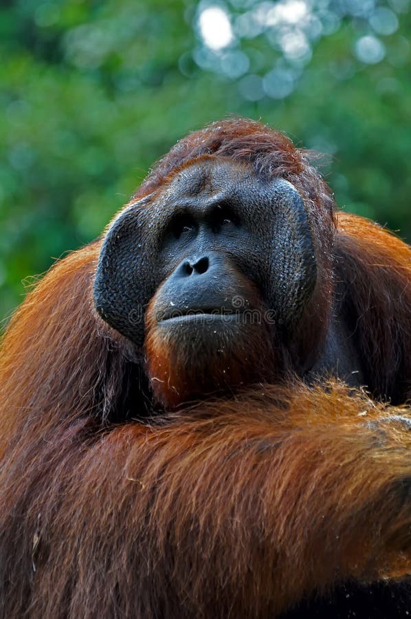 Big Orangutan Male Stock Photo Image Of Asia Outdoor 15093612