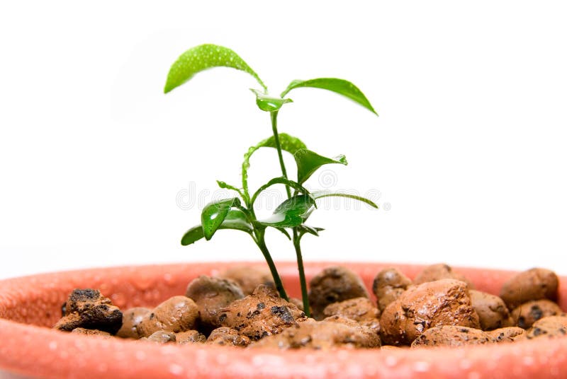 Close Up Of Baby Plant In Small Flower Pot Stock Photo Image Of